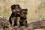 YORKSHIRE TERRIER 512
